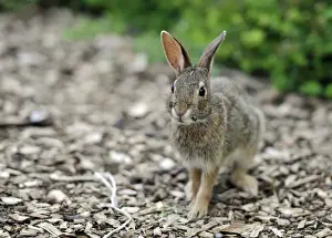 America Prints: Cottontail rabbit (Sylvilagus)