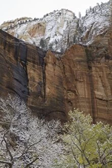 cottonwood trees, red sandstone walls, Zion N.P