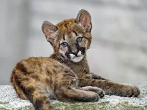 Images Dated 16th July 2018: Cougar baby looking at the camera