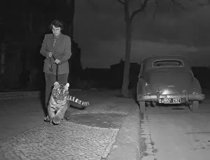 Tiger Prints: Countess Maria Von Maltzan Walking Her Tiger
