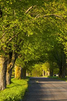 Images Dated 13th May 2012: Country road, evening light, Farnham, Quebec, Canada