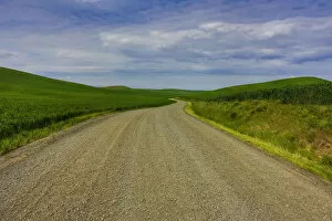 Images Dated 27th May 2012: Country road through wheat fields of Palouse region in spring, Washington State, USA