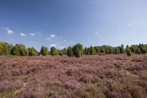 Images Dated 4th September 2014: Countryside with flowering Heather -Calluna vulgaris- and Juniper, Luneburg Heath Nature Park