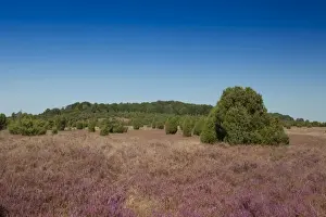 Countryside with flowering Heather -Calluna vulgaris- and Juniper, Luneburg Heath Nature Park, near Undeloh, Lower Saxony, Germany