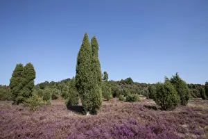 Cupressaceae Prints: Countryside with flowering Heather -Calluna vulgaris- and Juniper