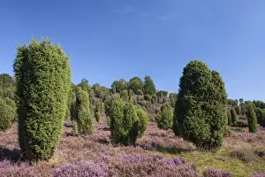 Cupressaceae Prints: Countryside with flowering Heather -Calluna vulgaris- and Juniper