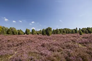 Cupressaceae Prints: Countryside with flowering Heather -Calluna vulgaris- and Juniper