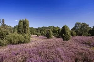 Images Dated 3rd September 2014: Countryside with flowering Heather -Calluna vulgaris- and Juniper, Luneburg Heath Nature Park