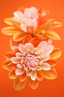 Flowers by Brian Haslam Gallery: Coup de Soleil