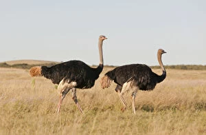 South African Gallery: Couple of Ostriches -Struthio camelus-, Addo Elephant Park, South Africa