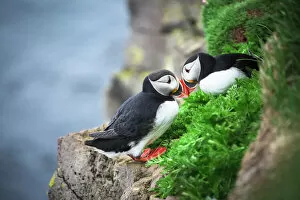 Iceland Gallery: Couple Puffin on cliff in summer