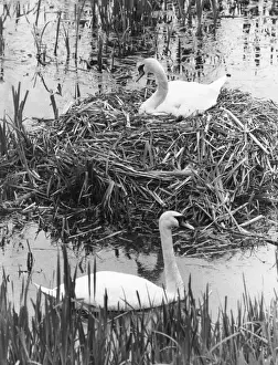 Historical Central Press Print Prints: Couple Of Swans