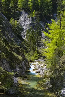 Images Dated 9th May 2013: Course of a stream, Otschergraben, Nature Park Otscher-Tormauer, Otscher, Lower Austria, Austria