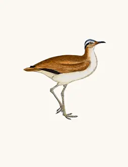 Prints of A photograph of an original hand-colored engraving from The History of British Birds by Morris published in 1853-1891 The History Of British Birds By Morris Prints: Courser