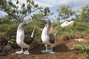 Courting Blue Footed Boobies (Sula nebouxii) near nest