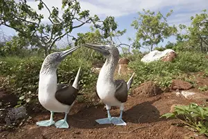 Latin America Prints: Courting Blue Footed Boobies (Sula nebouxii) near nest