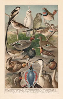 Images Dated 21st July 2018: Courtship plumage of birds (sexual dimorphism), Chromolithograph, published in 1897