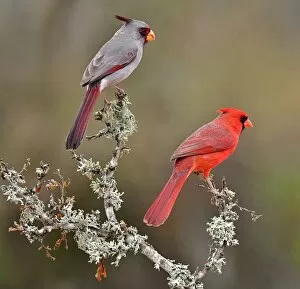 Beautiful Bird Species Gallery: Cousins in the species tree