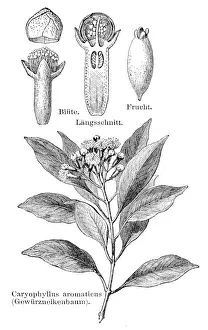 Clove Prints: Cover plant engraving 1895