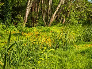 Images Dated 8th October 2017: Covered stream runs through this wetland now covered in seasonal nasturtium flowers