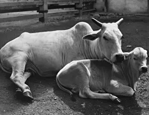 Cow And Calf