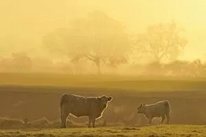 Cow and calf on pasture at dawn, North Rhine-Westphalia, Germany