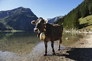 Lakeside Prints: Cow with cow bell, cattle drive on Lake Vilsalpsee at Tannheim