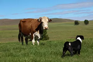 Cow and Dog face to face, Southern Drakensberg, Kwazulu Natal, South Africa