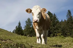 Bovines Prints: Cow on the Hoehlenstein-Alm mountain pasture, Langkampfen, Tyrol, Austria, Europe