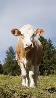 Bovid Gallery: Cow on the Hoehlenstein-Alm mountain pasture, Langkampfen, Tyrol, Austria, Europe