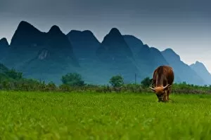 A cow and the karst peaks in Yangshuo, China