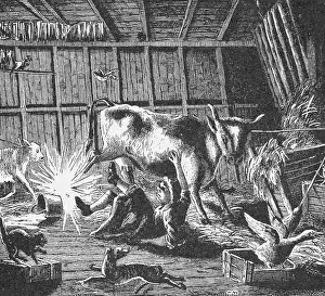 Barn Prints: Cow Kicking Cow In Barn; Illustration