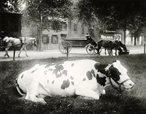 Fotosearch Collection Prints: Cow On Lawn