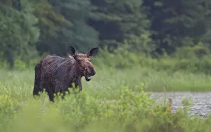 Images Dated 24th June 2014: Cow moose