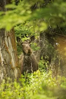 Images Dated 28th May 2015: Cow Moose