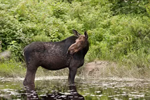 Images Dated 23rd June 2014: Cow moose in Algonquin Park