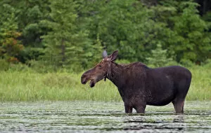 Images Dated 25th June 2014: Cow moose in the marsh
