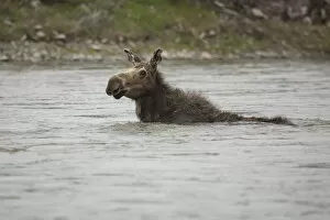 Images Dated 14th May 2015: Cow Moose Swimming in River