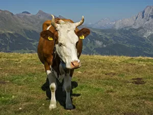 Images Dated 31st August 2015: Cow in mountain scenery, Bern Canton, Switzerland