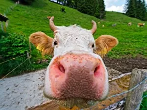 Images Dated 9th June 2012: Cow muzzle