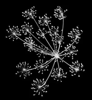 Radiography Collection: Cow parsley (Petroselinum crispum), X-ray