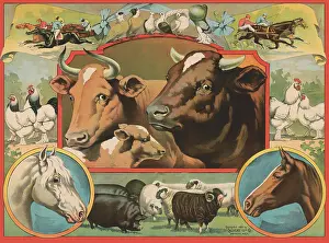 Bull Prints: Cow Print #275