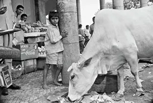Cow Rummaging Through the Street