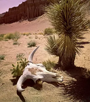 Skull Prints: A Cow Skull & Cactus