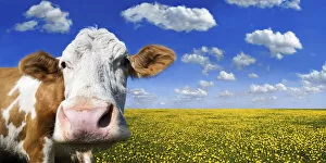 Cow standing on a meadow with dandelions against a blue sky with white clouds
