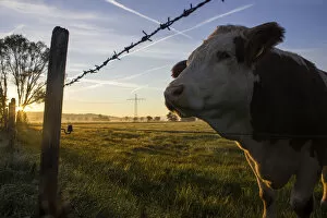 Break Of Dawn Gallery: Cow standing on a pasture with a barbed wire fence, at sunrise, Raisting, Upper Bavaria, Bavaria