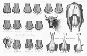 Images Dated 25th March 2017: Cow teeth and udder engraving 1873