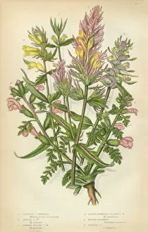Images Dated 4th February 2016: Cow Wheat, Melampyrum, Lousewort, Pedicularis, Victorian Botanical Illustration