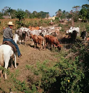 Cowboy Herding Cattle