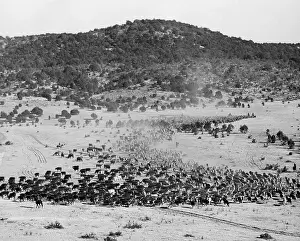 Montana Prints: Cowboys Herding Large Amounts Of Cattle